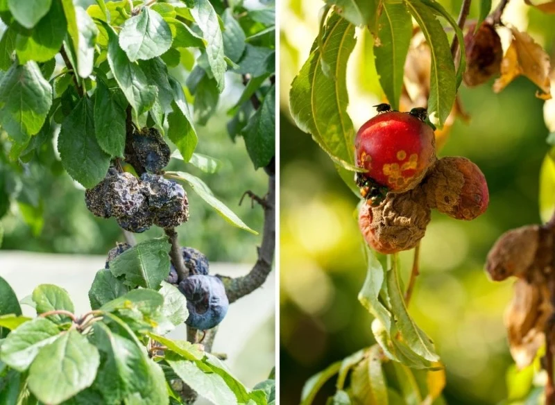 Brunatna zgnilizna drzew pestkowych rozwija się bardzo szybko