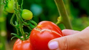 Dlaczego pomidory pękają na krzaku? Sprawdź, czy można jeść popękane pomidory.