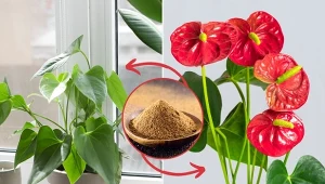 Zrób domową odżywkę, a anturium wypuści mnóstwo nowych kwiatów.