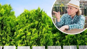 Tuje przy ogrodzeniu - przepisy. Jak zmusić sąsiada do przycięcia żywopłotu