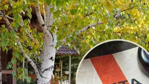 Sadzenie wysokich drzew na działce często jest powodem do sporów sąsiedzkich. Fot.123RF.com/ARKADIUSZ ZIOLEK/East News