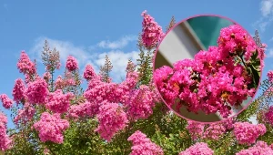 Lagerstremia indyjska, potocznie nazywana jest "bzem południa".