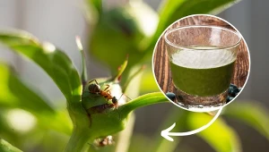 Przygotuj domową mieszankę, a skutecznie zwalczysz mrówki w ogrodzie na długi czas.