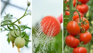 Pomidory potrzebują odpowiedniego nawodnienia, by wydać obfity plon. Czym podlewać pomidory w okresie kwitnienia?/