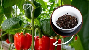 Jak uprawiać paprykę, by miała dużo owoców? Oto najważniejsze zabiegi, które musi wykonać każdy ogrodnik.