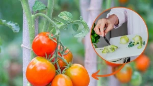 Twoim pomidorom brakuje potasu? Sprawdź, czym podlewać krzaki, aby uzyskać czerwone i soczyste owoce.