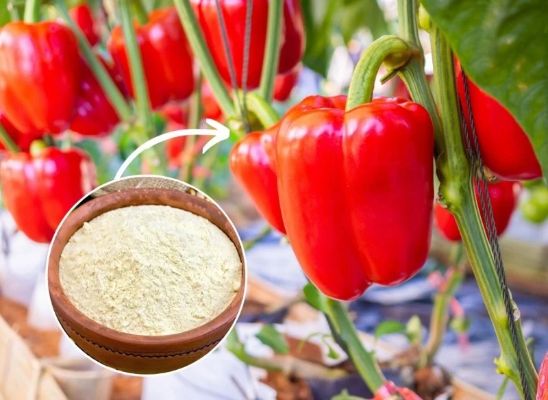 Chcesz podwoić plony papryki