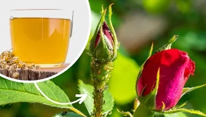 Rumianek wykorzystywany jest w kosmetyce i medycynie naturalnej. Można z niego też przygotować oprysk odstraszający szkodniki w ogrodzie. Jak to zrobić?/