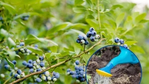 Podpowiadamy, jak pielęgnować borówki amerykańskie latem, aby uzyskać obfite plony.