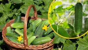 Ogórki gruntowe wymagają odpowiedniego podlewania i nawożenia, by wydać obfity plon. Jak o nie dbać i jakich błędów unikać w ich uprawie?/