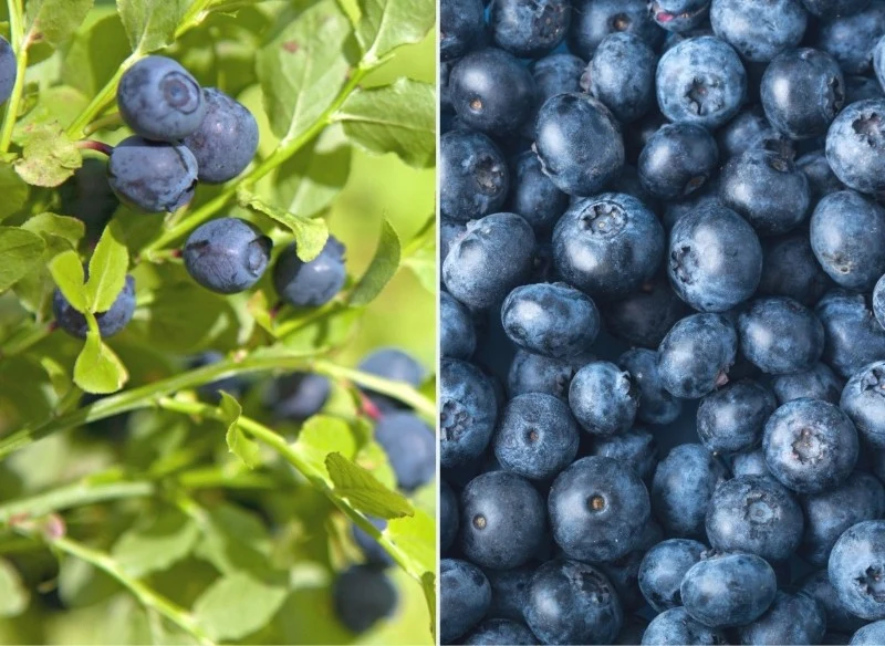 Regularne nawożenie i utrzymanie kwaśnego pH podłoża są kluczowe w uprawie borówki amerykańskie