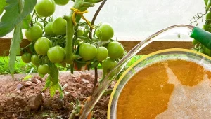 Zaletą podlewania pomidorów piwem jest to, że napój może nawozić ziemię. Zawiera on w sobie drożdże, cukry i białka, które pozytywnie wpływają na rozwój rośliny.