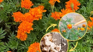 Aksamitka nie jest zbyt wymagającym kwiatem. Poznaj jej podstawowe wymagania i sprawdź przepis na prosty nawóz, który sprawi, że kwiaty obsypią krzaczki.