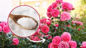 Podpowiadamy, co zrobić, aby róże uginały się od kwiatów.