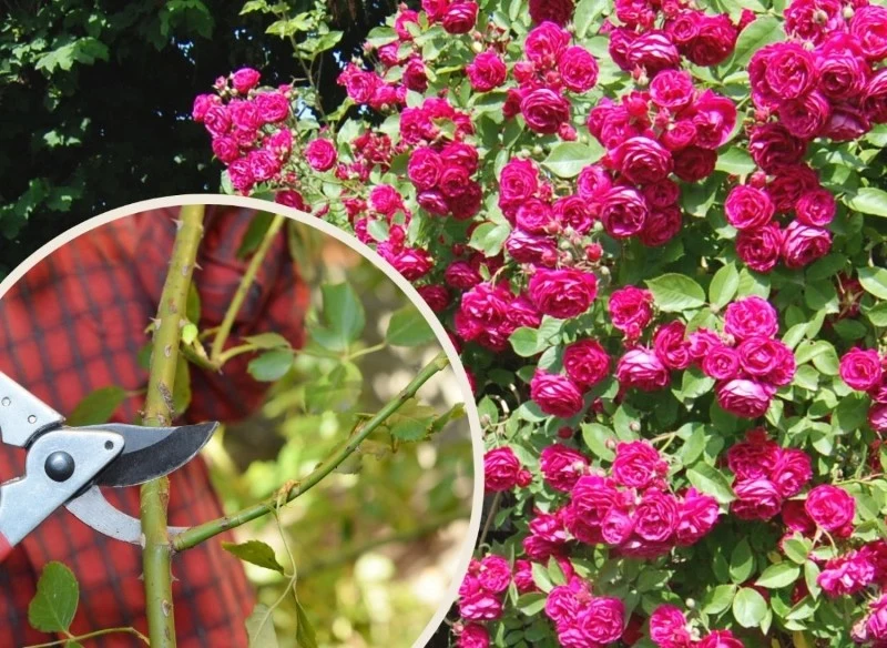 Co to są pędy płonne róż