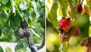 Brunatna zgnilizna drzew pestkowych rozwija się bardzo szybko.