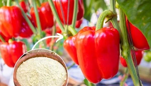 Chcesz podwoić plony papryki? Koniecznie przygotuj odżywkę z popularnego warzywa.