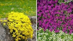 Smagliczka wyróżnia się drobnymi kwiatami i miodowym zapachem. Podpowiadamy, jak o nią dbać./