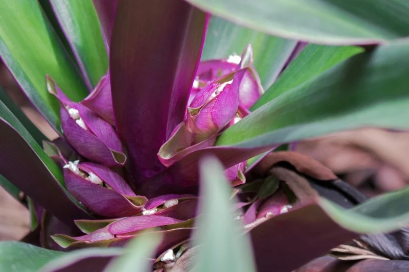 Reo meksykańskie zwane jest "Mojżeszową kołyską" z uwagi na charakterystyczny kształt kwiatów