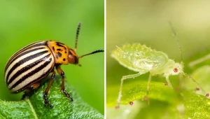 Jakie rośliny atakują mszyce i stonka ziemniaczana? Podpowiadamy, jak wykonać naturalny oprysk, który zwalczy szkodniki./