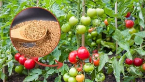 Przygotuj domową mieszankę, a pomidory wydadzą mnóstwo owoców.