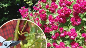 Co to są pędy płonne róż? Sprawdź, co robić, gdy róże słabo kwitną.