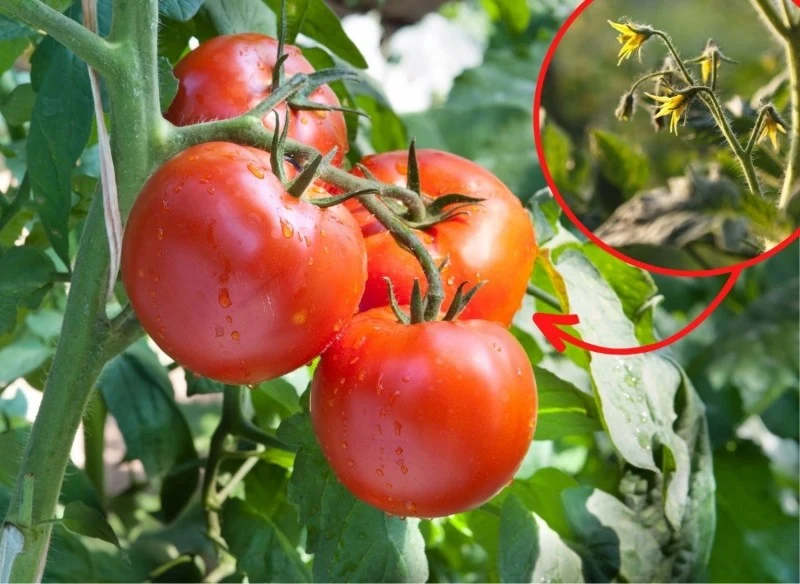 Opadanie kwiatów pomidorów może przyczynić się do zmniejszenia plonów