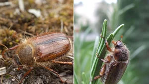 Guniak czerwczyk to szkodnik roślin, który jest często mylony z chrabąszczem majowym.