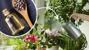 Jak powinna wyglądać pielęgnacja kwiatów doniczkowych? Podpowiadamy, jak wykonać odżywkę do kwiatów z olejku rycynowego./