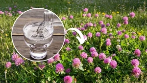 Podpowiadamy, jak się pozbyć koniczyny z trawnika.