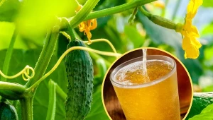 Jak stosować piwo do ogórków? Można wykonać z niego odżywczy nawóz, który powiększy plony./