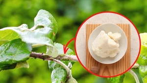 Zwalczanie mszyc na gruszy jest trudnym wyzwaniem.