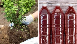 Mikroorganizmy — stosowanie w ogrodzie. Kiedy wykonać oprysk?