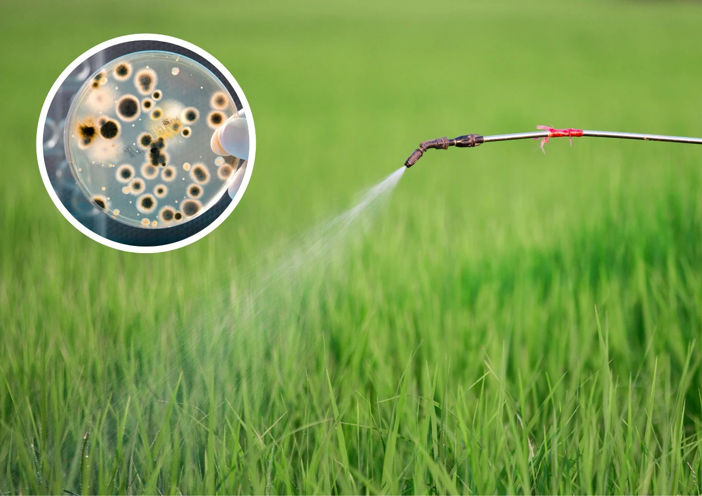 Oprysk można robić kilka razy w sezonie