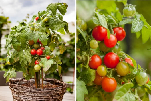 Pomidory samokończące są gotowe do zbiorów pod koniec lipca i w sierpniu