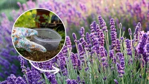 Podpowiadamy, czym nawozić lawendę, aby kwitła przez całe lato.