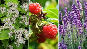 Wiele roślin kwitnie i owocuje w lipcu.