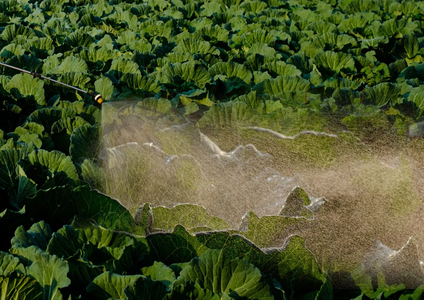 W lipcu opryskiwanie roślin będzie dla nich korzystne