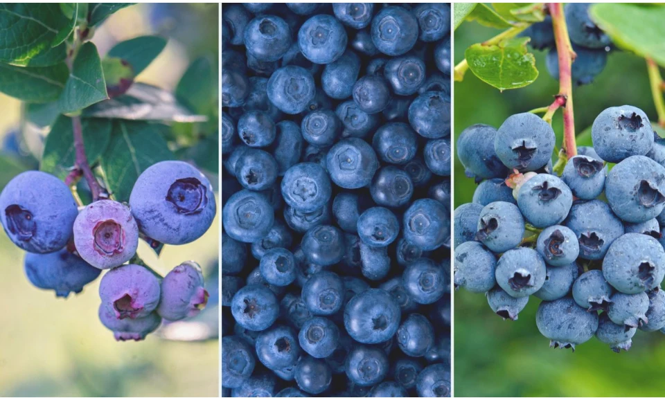 Wybierz odpowiednią odmianę borówki amerykańskiej i zbierz koszyk pysznych owoców