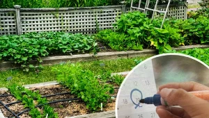 Zaplanuj prace w ogródku zgodnie z kalendarzem biodynamicznym, aby wykonać wszystko, co konieczne, i kompleksowo zadbać o przestrzeń!