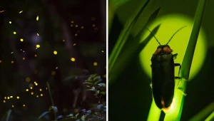 U robaczków świętojańskich światło potrafią emitować zarówno samce, jak i samice.