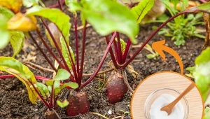 Buraki to popularne rośliny uprawne. Jak o nie dbać i co zrobić, żeby buraki rosły zdrowe i słodkie?/