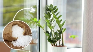 Zamiokulkas zamiolistny cechuje się dużą odpornością, jednak nieodpowiednia pielęgnacja może negatywnie wpłynąć na jego wygląd. Jak odżywiać zamiokulkasa? Warto przygotować domowy nawóz./