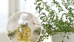 Tymianek ma właściwości owadobójcze. Zioło zawiera w sobie związki takie jak tymol oraz karwakrol.