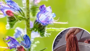 Żmijowiec – dlaczego potrzebujemy go w ogrodzie i na działce. Uprawa i zastosowanie żmijowca