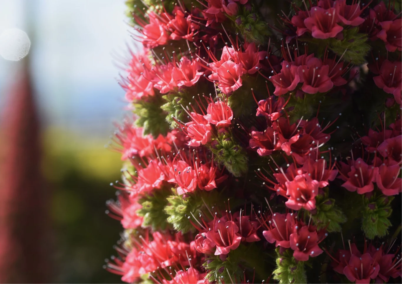 Żmijowiec rubinowy zachwyca czerwoną barwą.