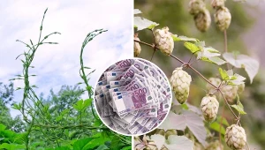 Chmiel uchodzi w Polsce za chwast, a we Francji czy Belgii pędy chmielu są drogim przysmakiem. Co warto wiedzieć o roślinie i jak uprawiać chmiel?/