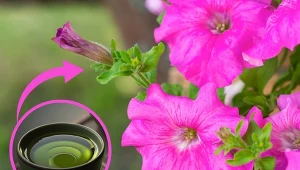 Surfinie wyróżniają się zwisającym pokrojem i obfitym kwitnieniem. Domowa odżywka do surfinii wzmocni roślinę i pobudzi ją do wzrostu./