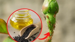 Oprysk z oleju rzepakowego jest prosty w wykonaniu i każdy może zrobić go samodzielnie.