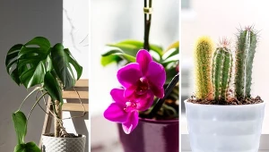 Rośliny domowe mają swoją symbolikę, która sięga odwiecznych czasów.